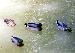 Ducks 3
