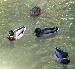 Ducks 4