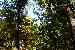 Light in the trees