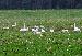 Visiting Swans