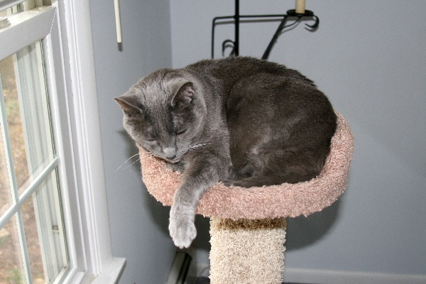 Condo Cat