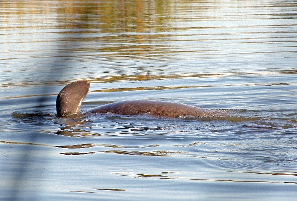 Manatees 4