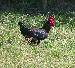 Rooster
