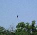 Eagle in Flight