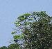 Eagle in the Tree