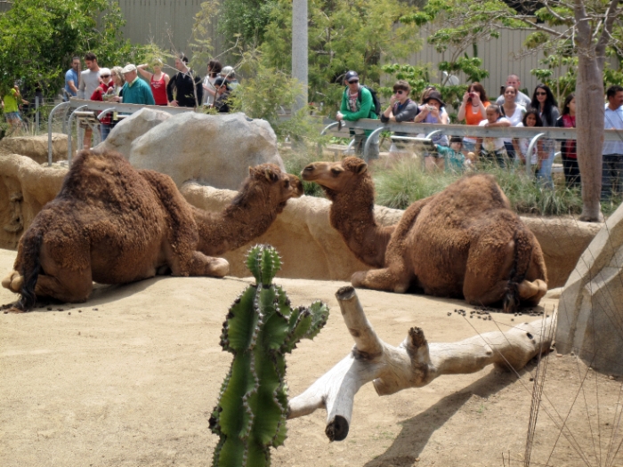Camels