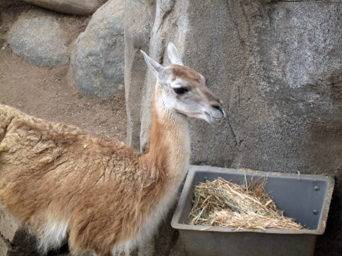 Llama