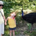 Cassowary
