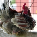 Rooster