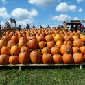 Pumpkins