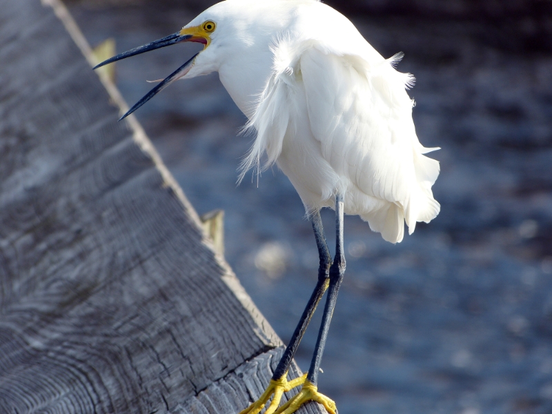 Squawk