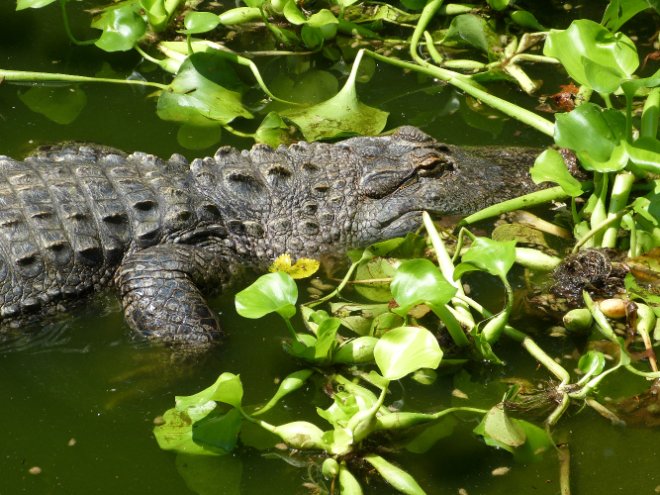 Alligator