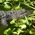 Alligator