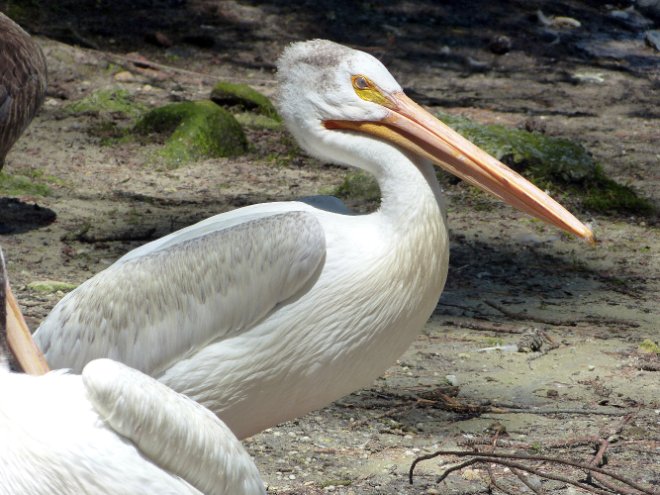 Pelican