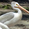 Pelican