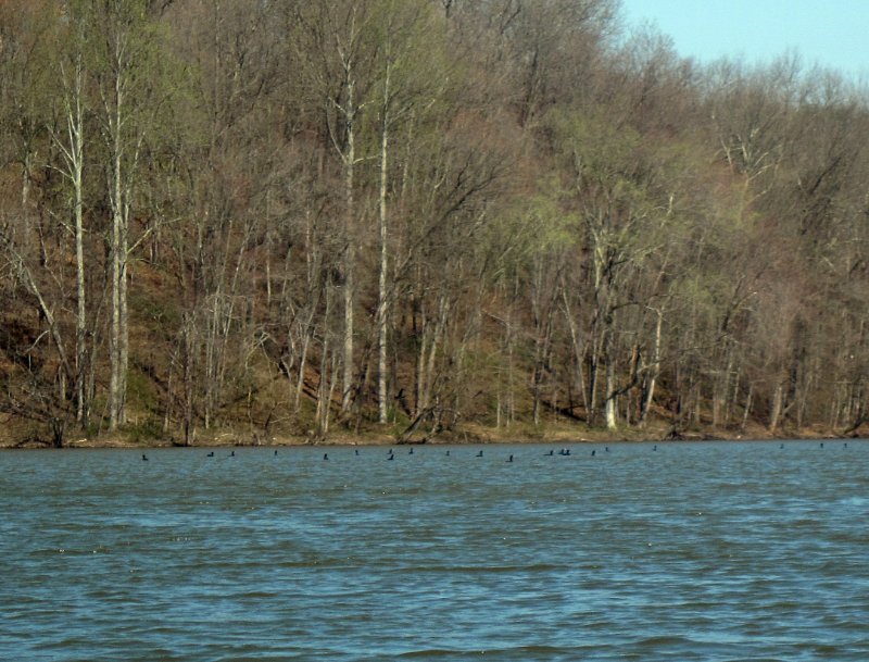 Cormorants