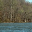 Cormorants
