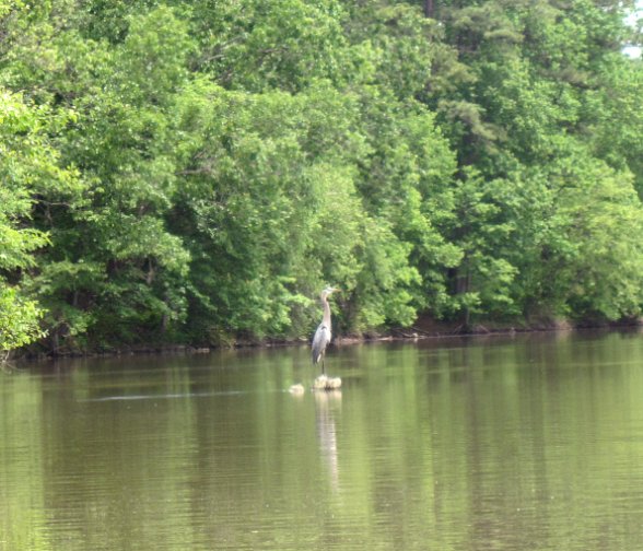 Heron