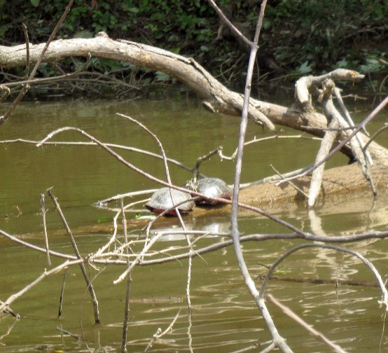 Turtles