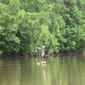 Heron
