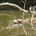 Turtles