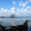 Driftwood