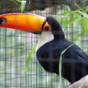 Toucan