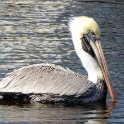 Pelican