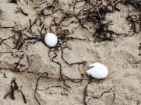 20160709 112631 Terrapin egg shells