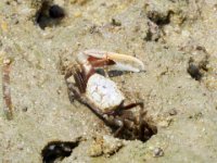 20160709 120142 Fiddler crab trying to attract a female