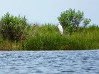 20160709 125441 Egret along the shore