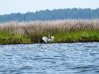 20160709 130807 An egret flaps its wings