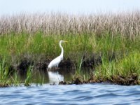 20160709 131041 Egret closeup