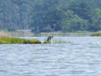 20160709 133620 Heron on the point