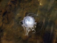 20160722 122824 Sea Nettles