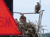 20160722 130619 Ospreys and Fledgling