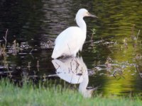20160803 072348 Egrets behind Bob and Kathy's house