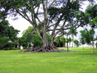 20160804 110656 Banyan tree in front of Ford house