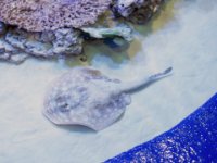 20160804 125638 Imaginarium Stingray