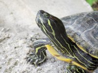 20160804 141546 Smug turtle