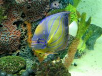 20160804 142505 Aquarium