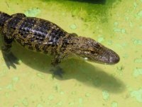 20160805 125559 Gatorland