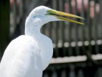 20160805 130850 Bird talk