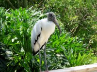 20160805 130933 Woodstork