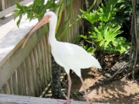 20160805 130947 Ibis on the fence