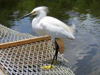 20160805 131112 Snowy Egret Close-up