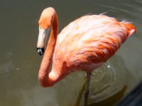 20160805 131436 Flamingo