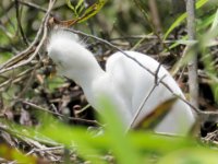 20160805 133207 Rookery 1
