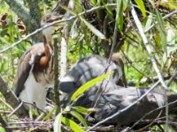 20160805 133233 Rookery 2