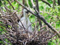 20160805 133328 Rookery 4